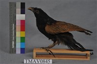 藏品(番鵑)的圖片